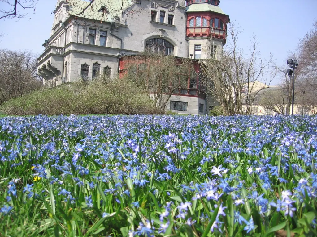 Siberian Squill (Scilla Siberica) — each bulb produces multiple starry blooms nestled amidst slender; bulb / perennial with blue blooms