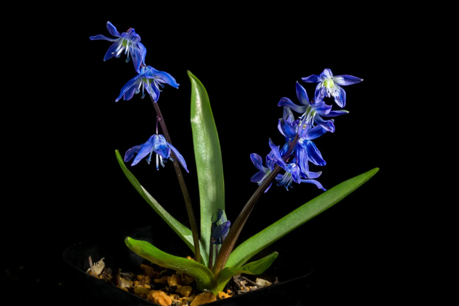 Siberian Squill (Scilla Siberica) — reaching up to 4-6 inches in height