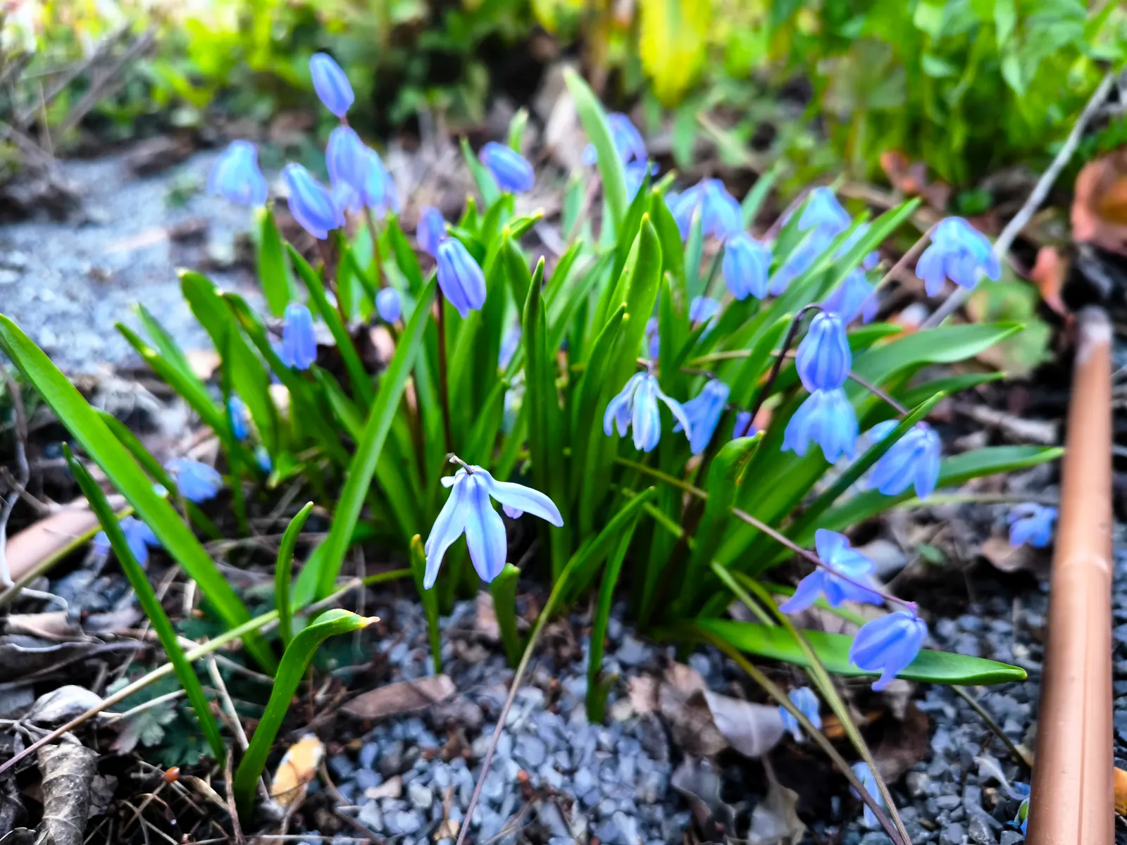 Siberian Squill (Scilla Siberica) — bulb / perennial for full or half