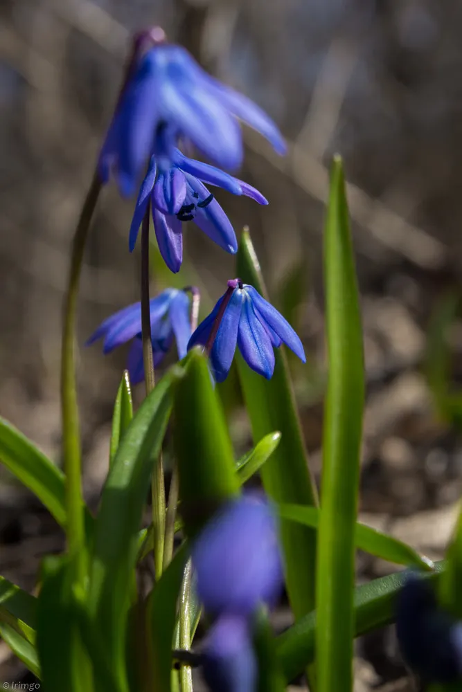 Siberian Squill (Scilla Siberica) — reaching up to 4-6 inches in height; its flower stalks bear dainty, image 54