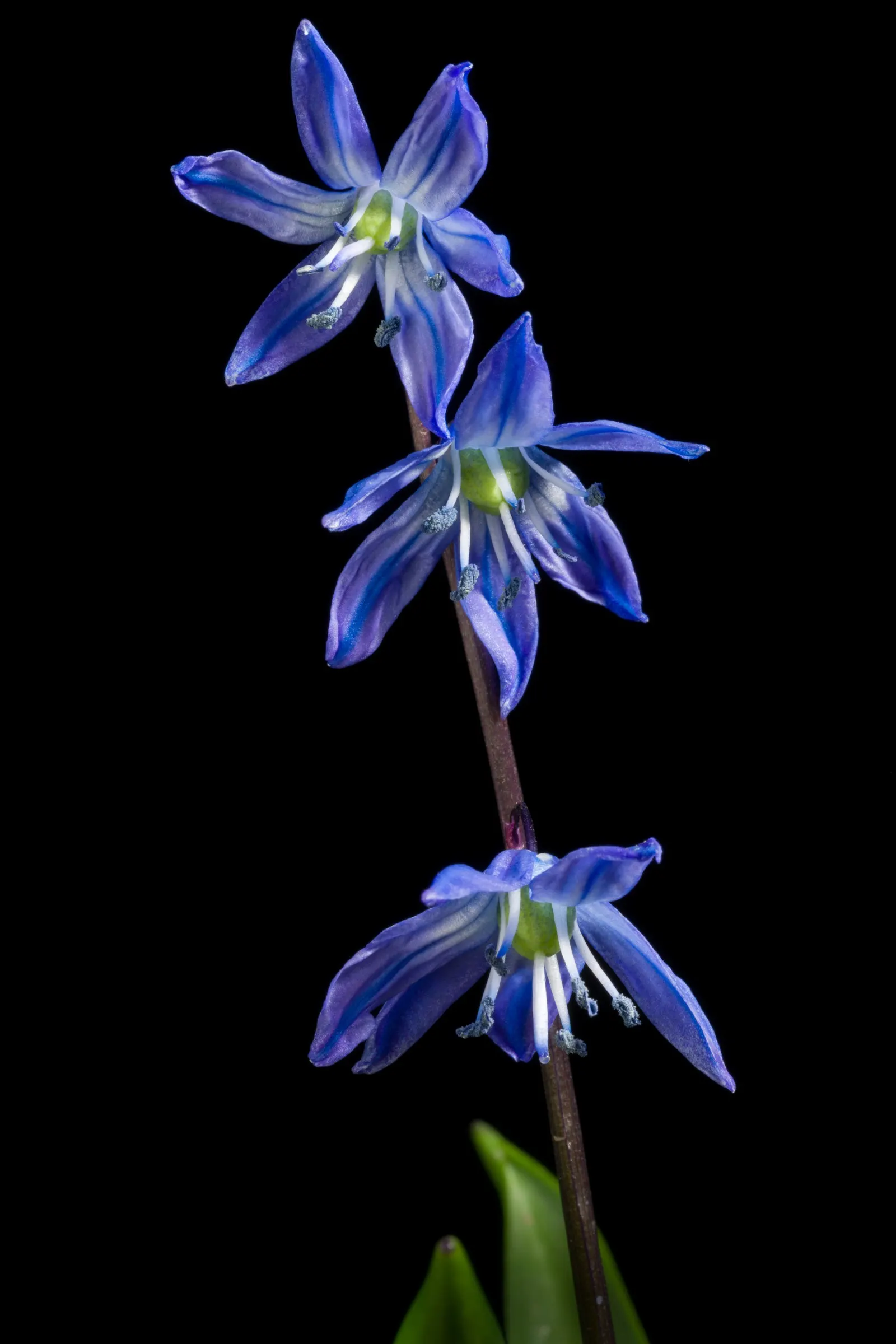 Siberian Squill (Scilla Siberica) — The foliage comprises slender; siberian Squill is perfect for use as a groundcover or for naturalizing in woodland gardens