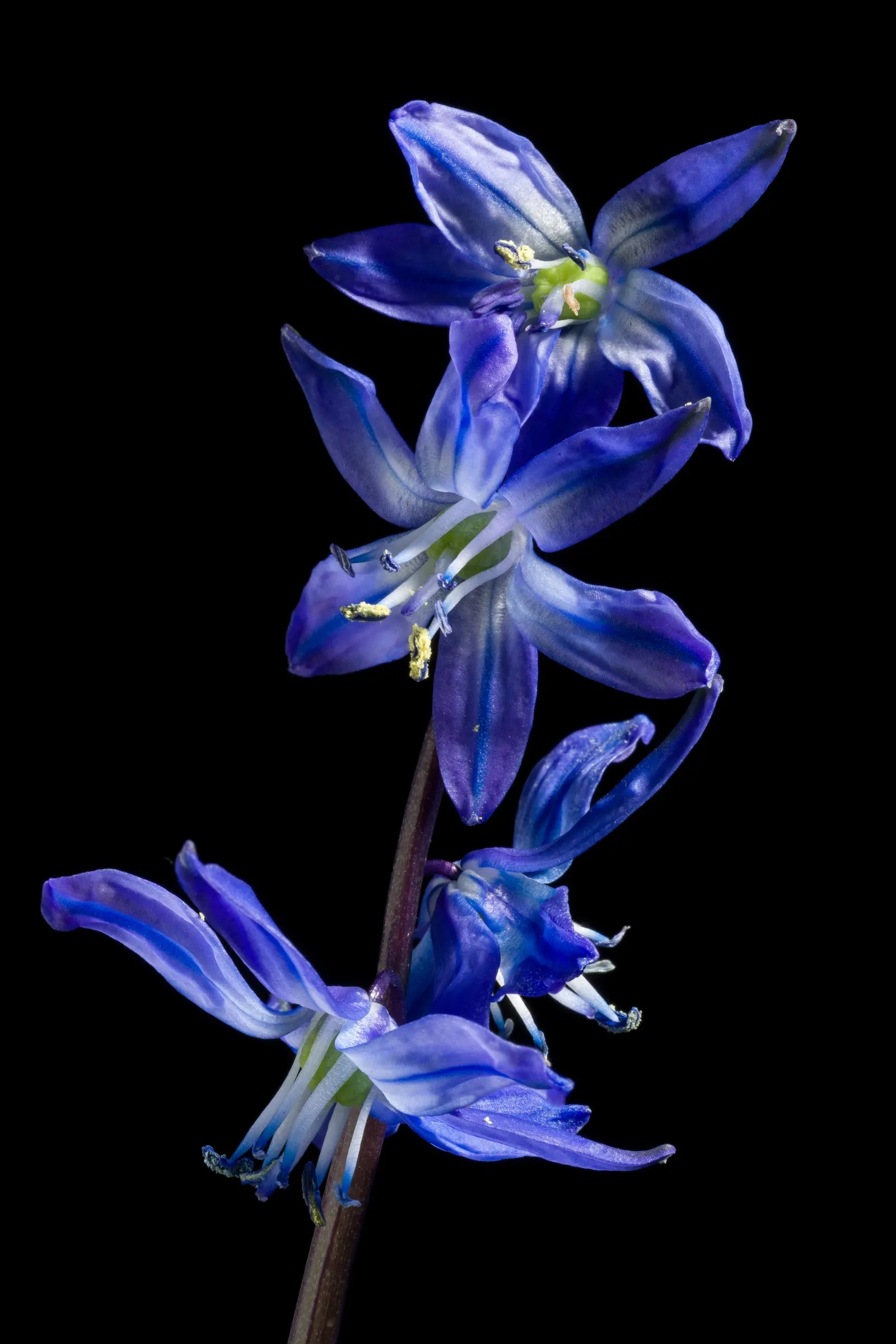 Siberian Squill (Scilla Siberica) — Ideal for naturalizing, they add a splash of color to rock gardens, borders, and woodlands; the foliage, image 58