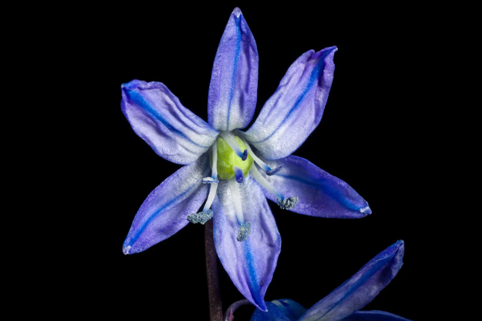 Siberian Squill (Scilla Siberica) — while also providing an early nectar source for bees and other pollinators; reaching up to 4-6 inches in height
