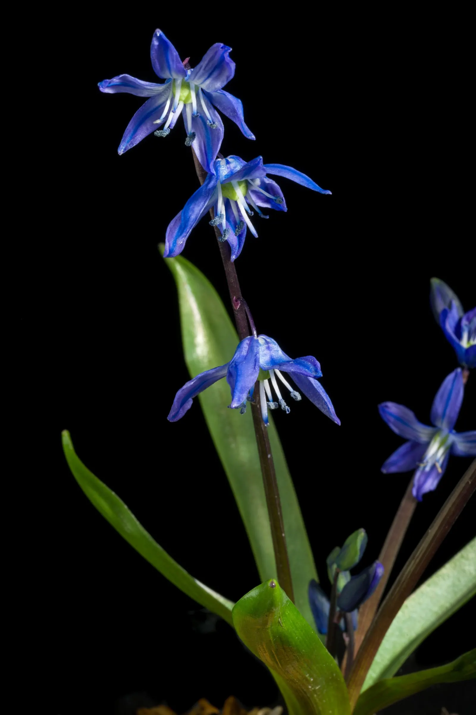 Siberian Squill (Scilla Siberica) — The Siberian Squill (Scilla siberica) is a captivating early spring bloomer; each bulb produces multiple starry, image 105
