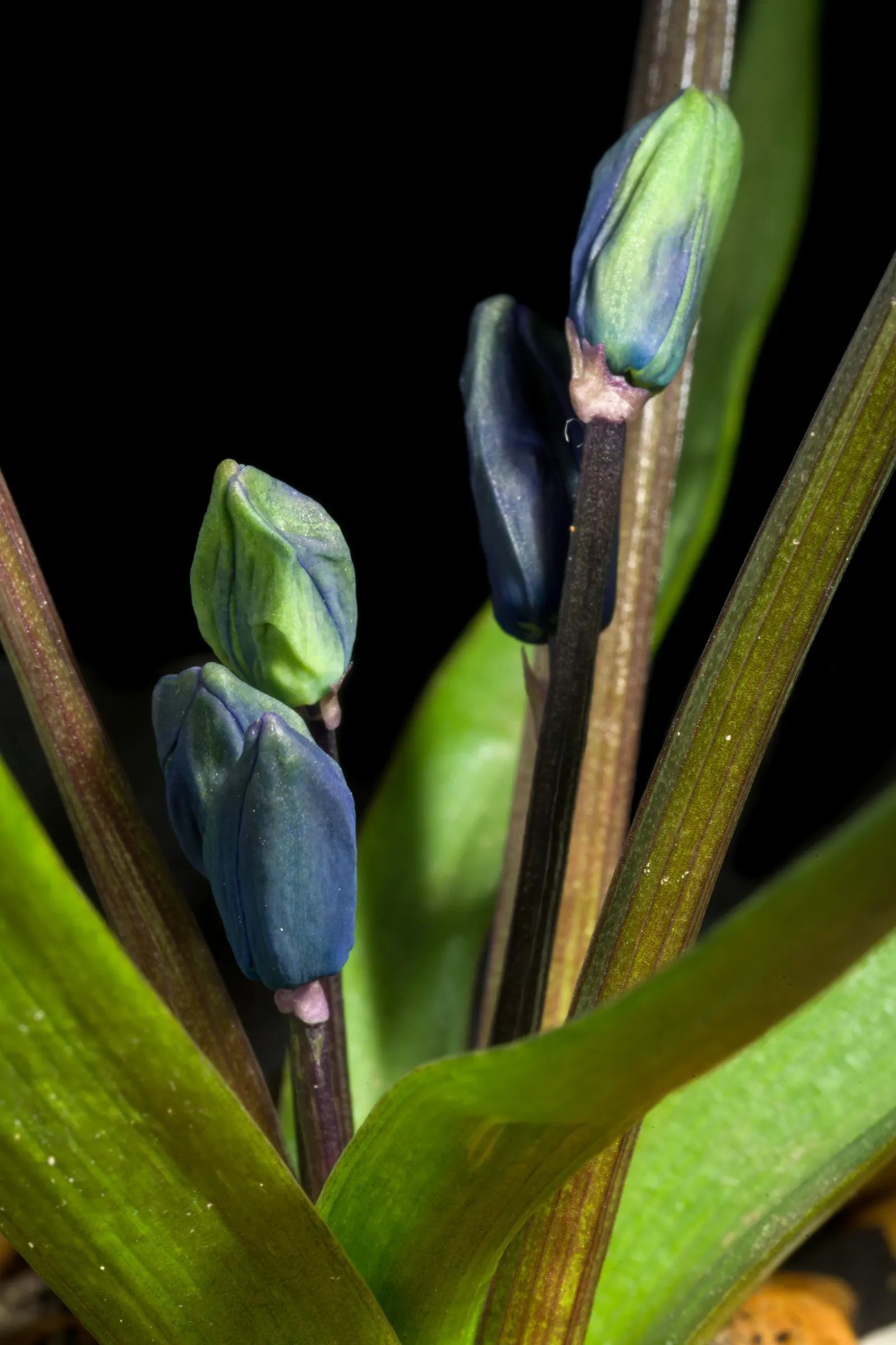 Siberian Squill (Scilla Siberica) — you introduce a touch of early spring color