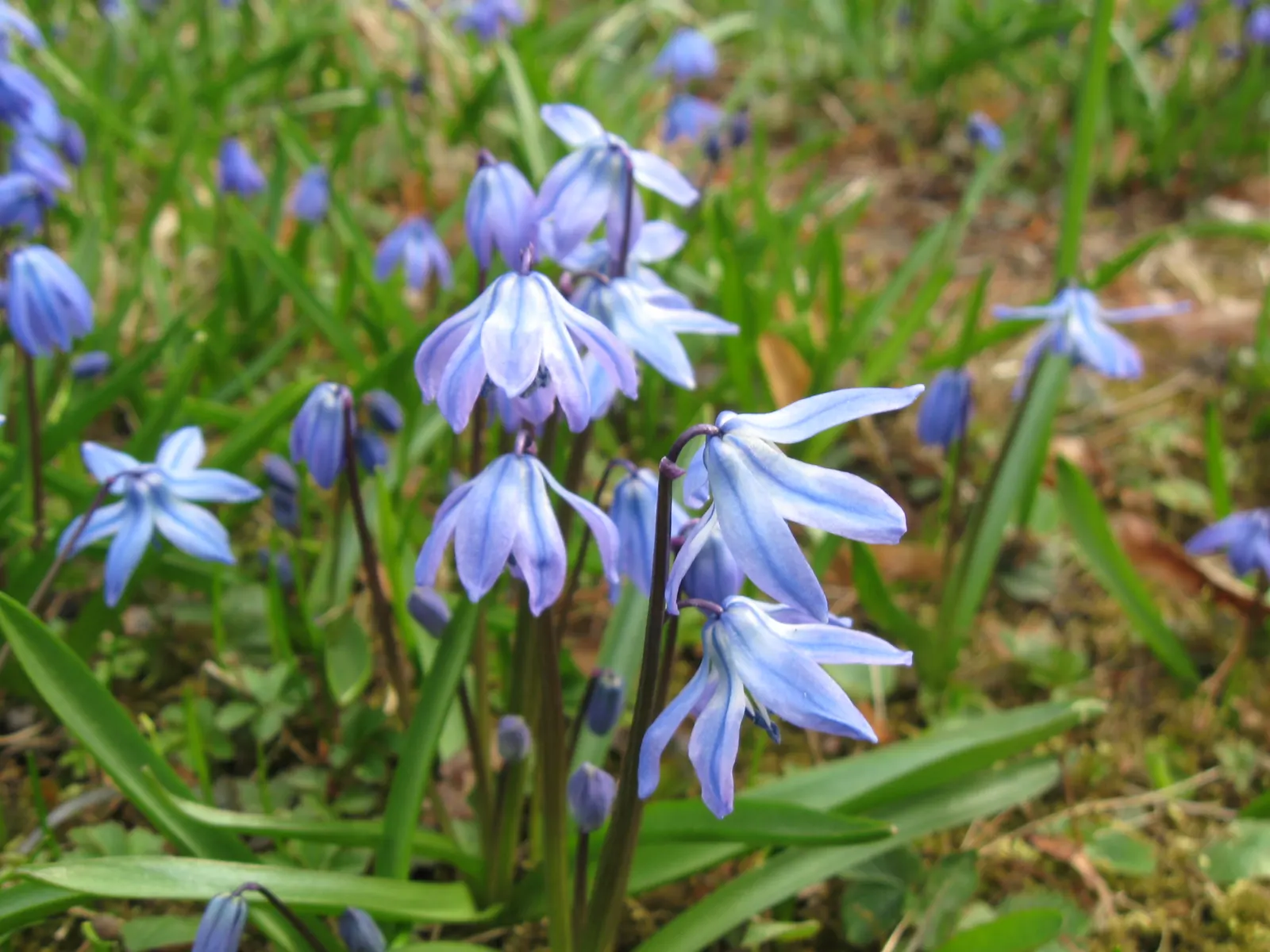 Siberian Squill (Scilla Siberica) — each comprised of six spreading petals that create a starburst pattern; admired for its vibrant blue, image 116