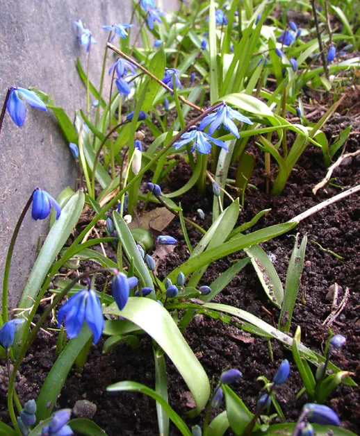 Siberian Squill (Scilla Siberica) — reaching up to 4-6 inches in height; its flower stalks bear dainty