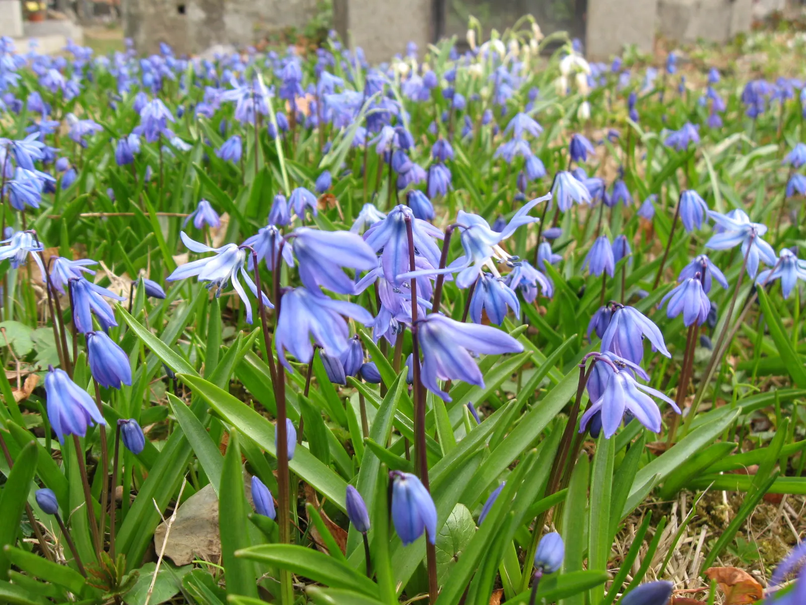 Siberian Squill (Scilla Siberica) — By incorporating Siberian Squill into your landscape design