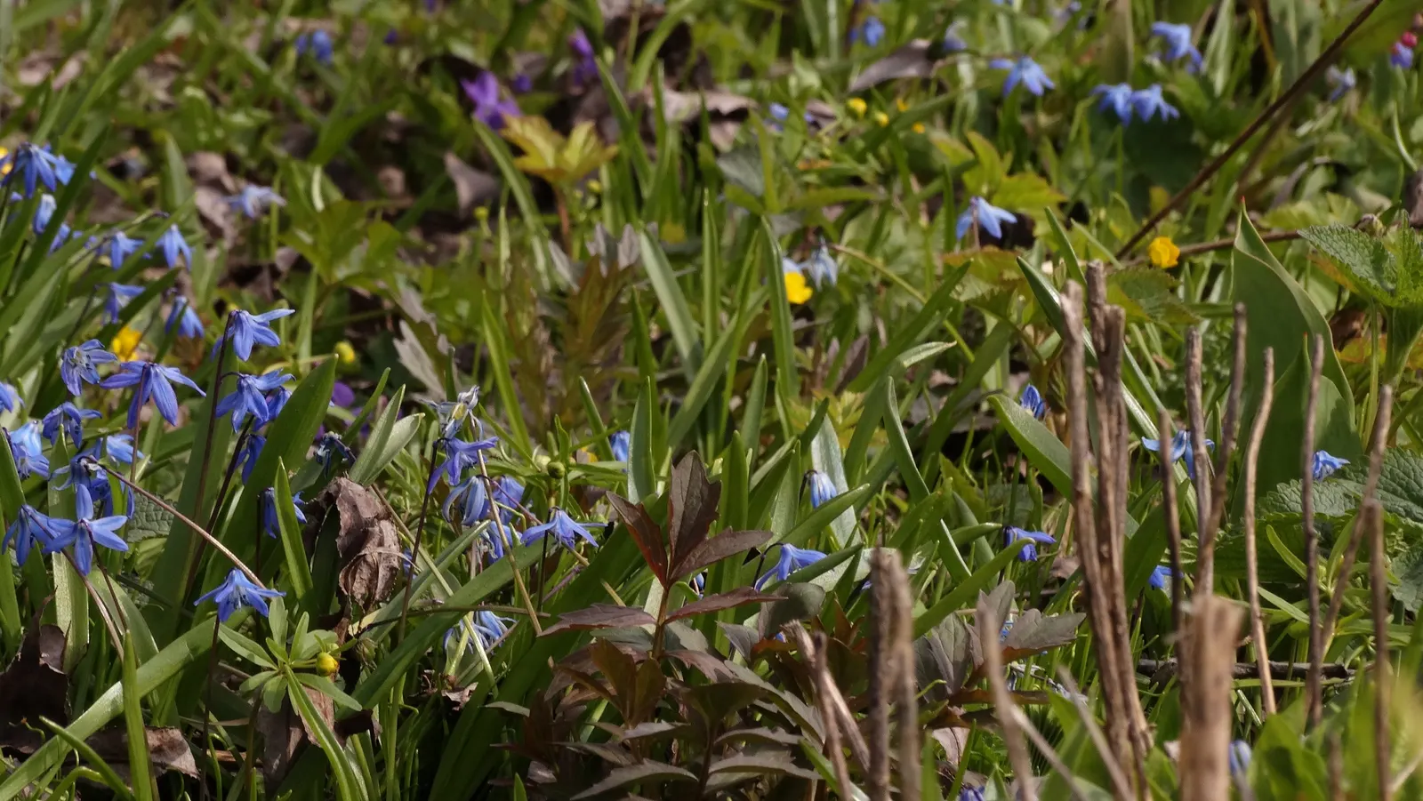 Siberian Squill (Scilla Siberica) — For optimal bloom, plant the bulbs in the fall, about 2 to 3 inches deep and spaced 2 to 3 inches apart; this