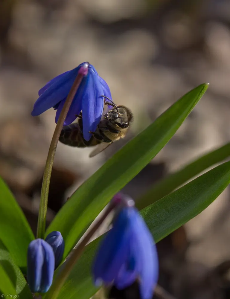 Siberian Squill (Scilla Siberica) — is a charming bulbous perennial known for its vibrant azure blue blossoms that enliven early spring landscapes, image 59
