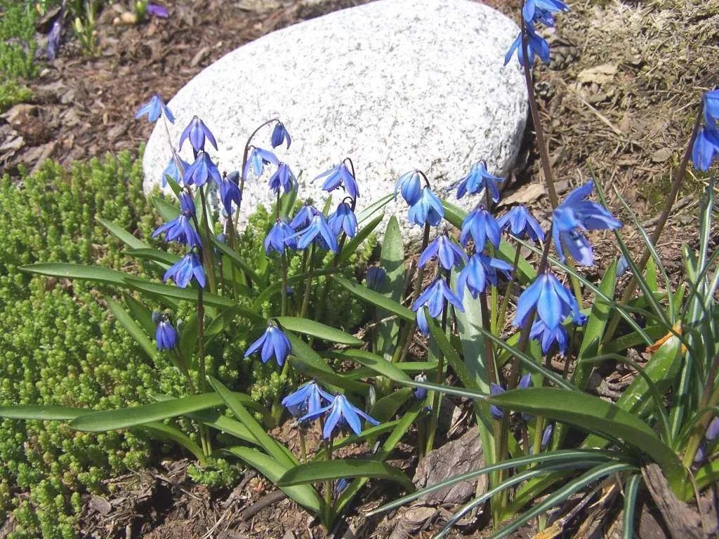 Siberian Squill (Scilla Siberica) — Native to southwestern Russia; the Siberian Squill (Scilla siberica) is a captivating early spring bloomer, image 60