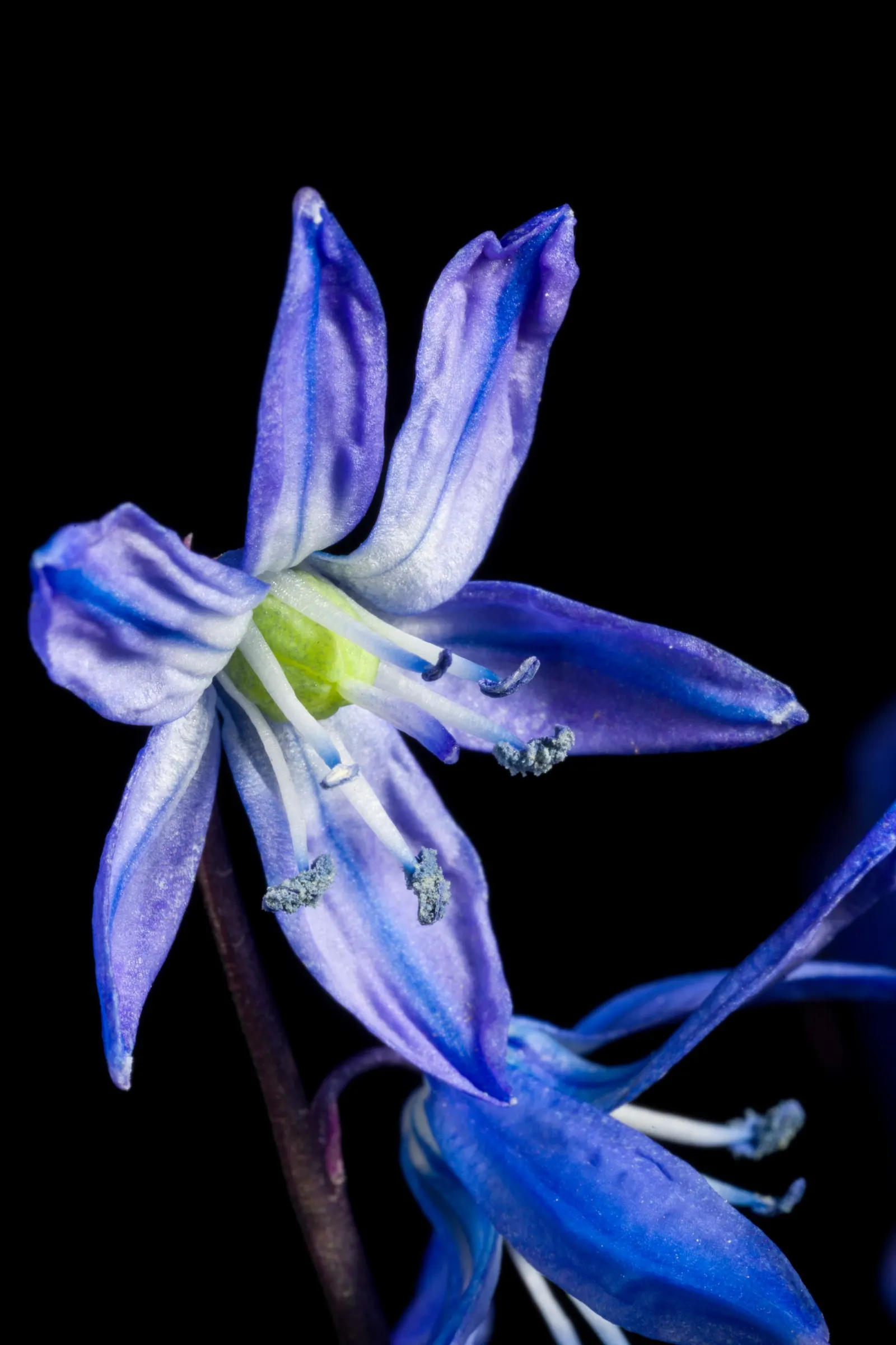 Siberian Squill (Scilla Siberica) — Its flower stalks bear dainty