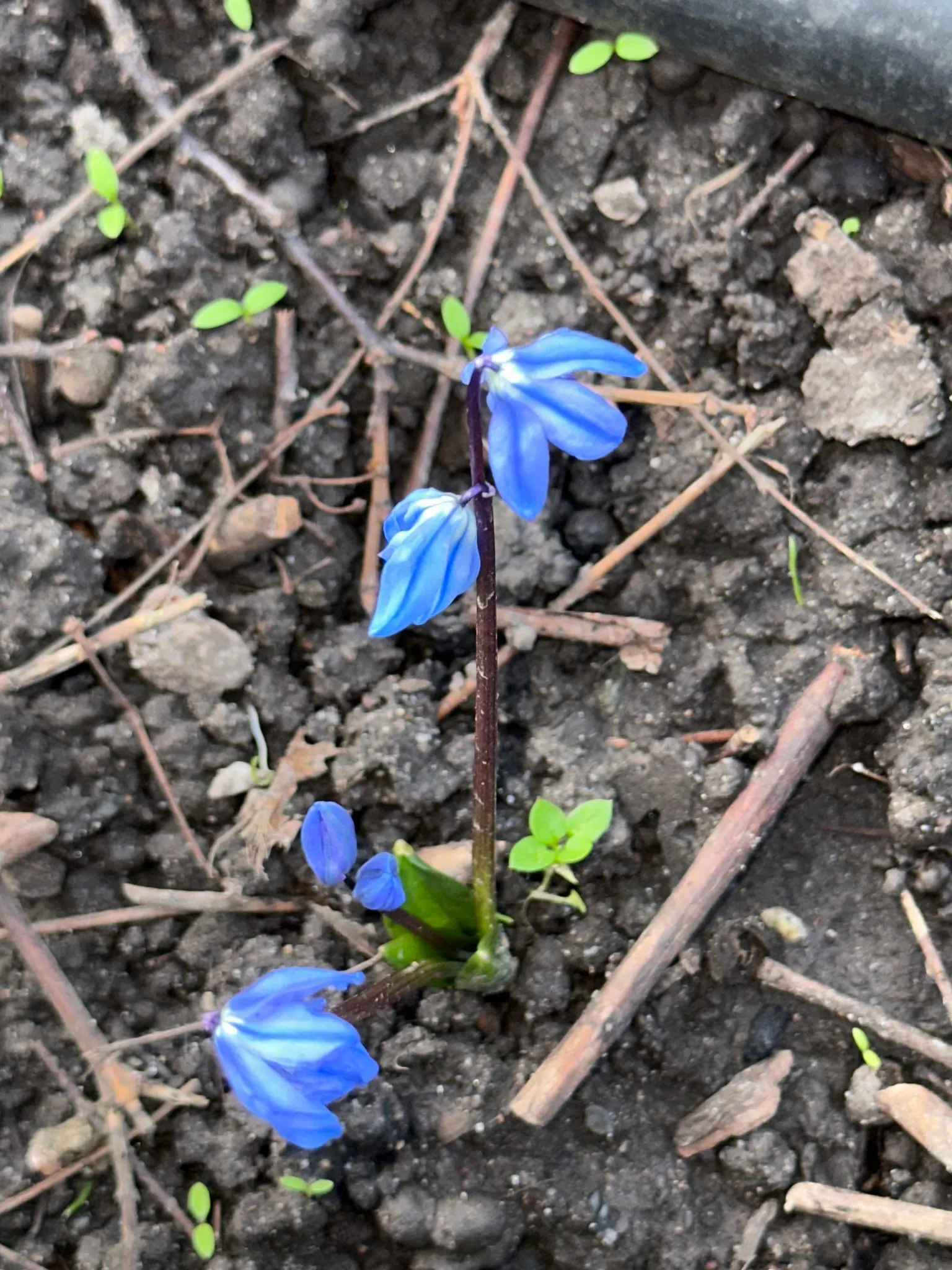 Siberian Squill (Scilla Siberica) — blue flowers in the garden; ranging from 3 to 6 inches in height, image 76