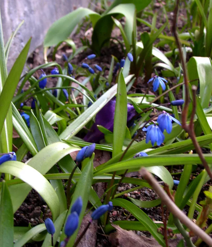 Siberian Squill (Scilla Siberica) — This low-maintenance plant naturalizes effortlessly