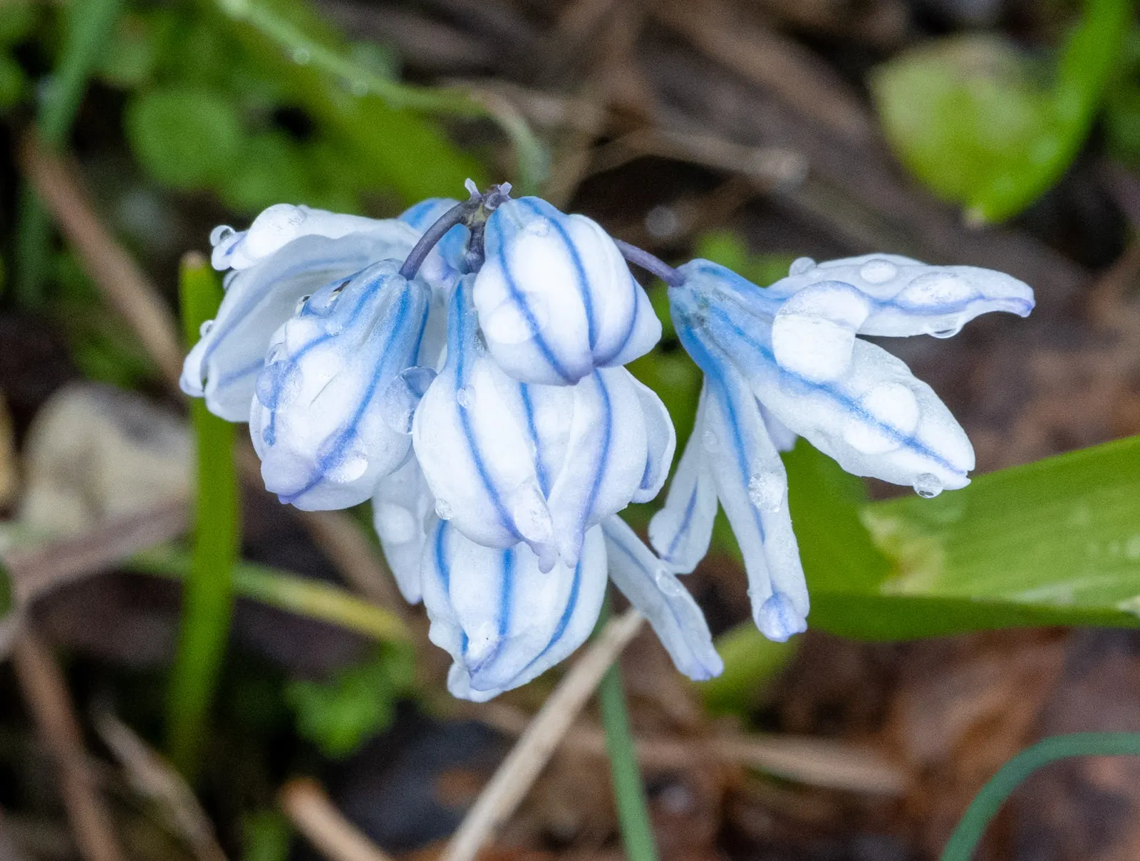 Siberian Squill (Scilla Siberica) — thriving in USDA zones 2 through 8