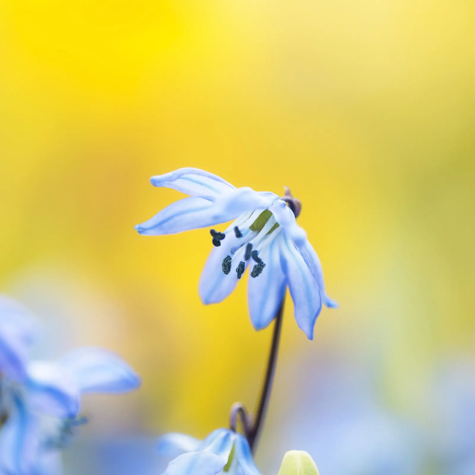 Siberian Squill (Scilla Siberica) — strap-like leaves that are approximately 4 inches long; and prefers planting in well-drained soil with partial, image 92