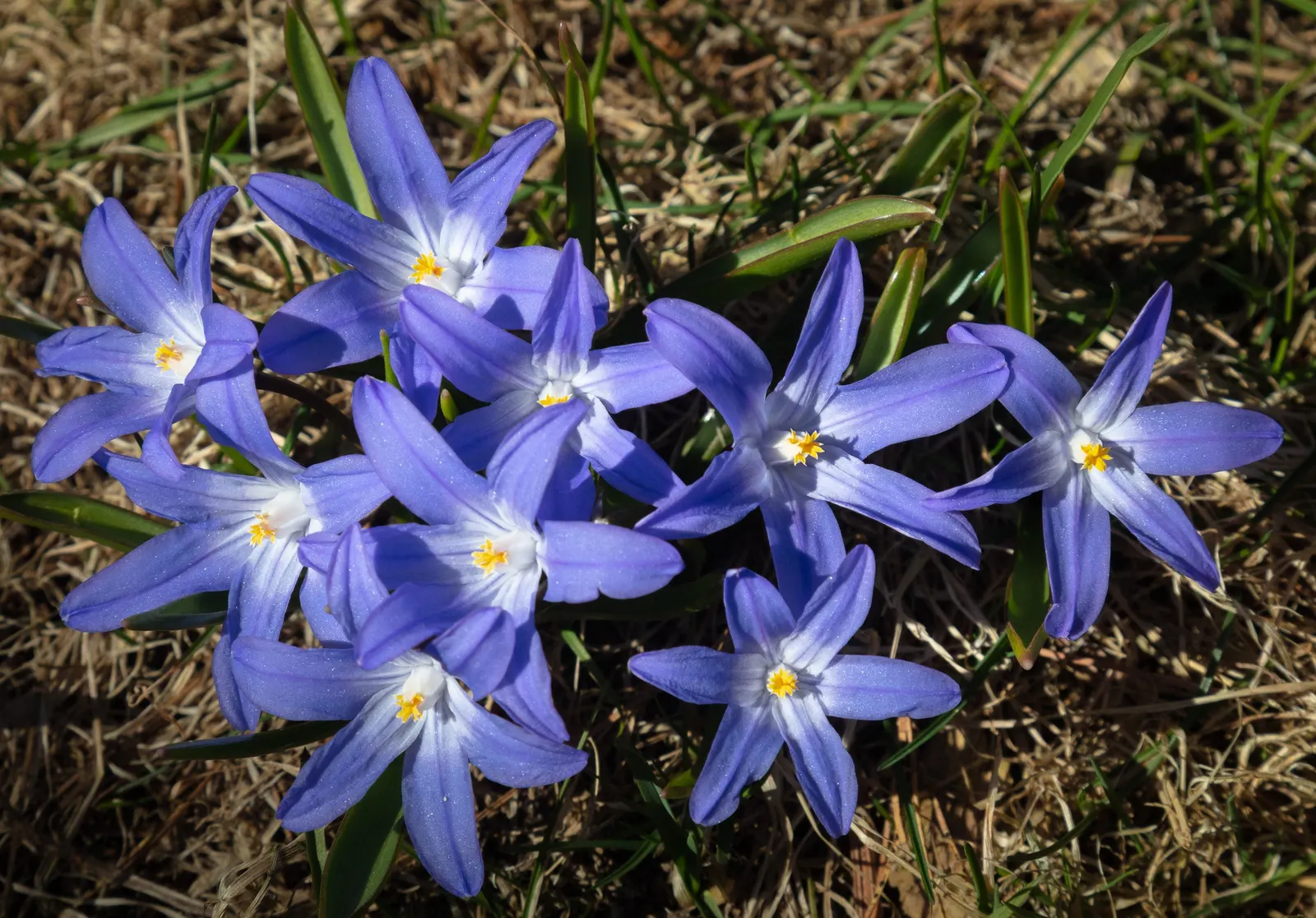 Siberian Squill (Scilla Siberica) — which gracefully arch over as they emerge from the ground.<br><br>Siberian Squill is cold-hardy