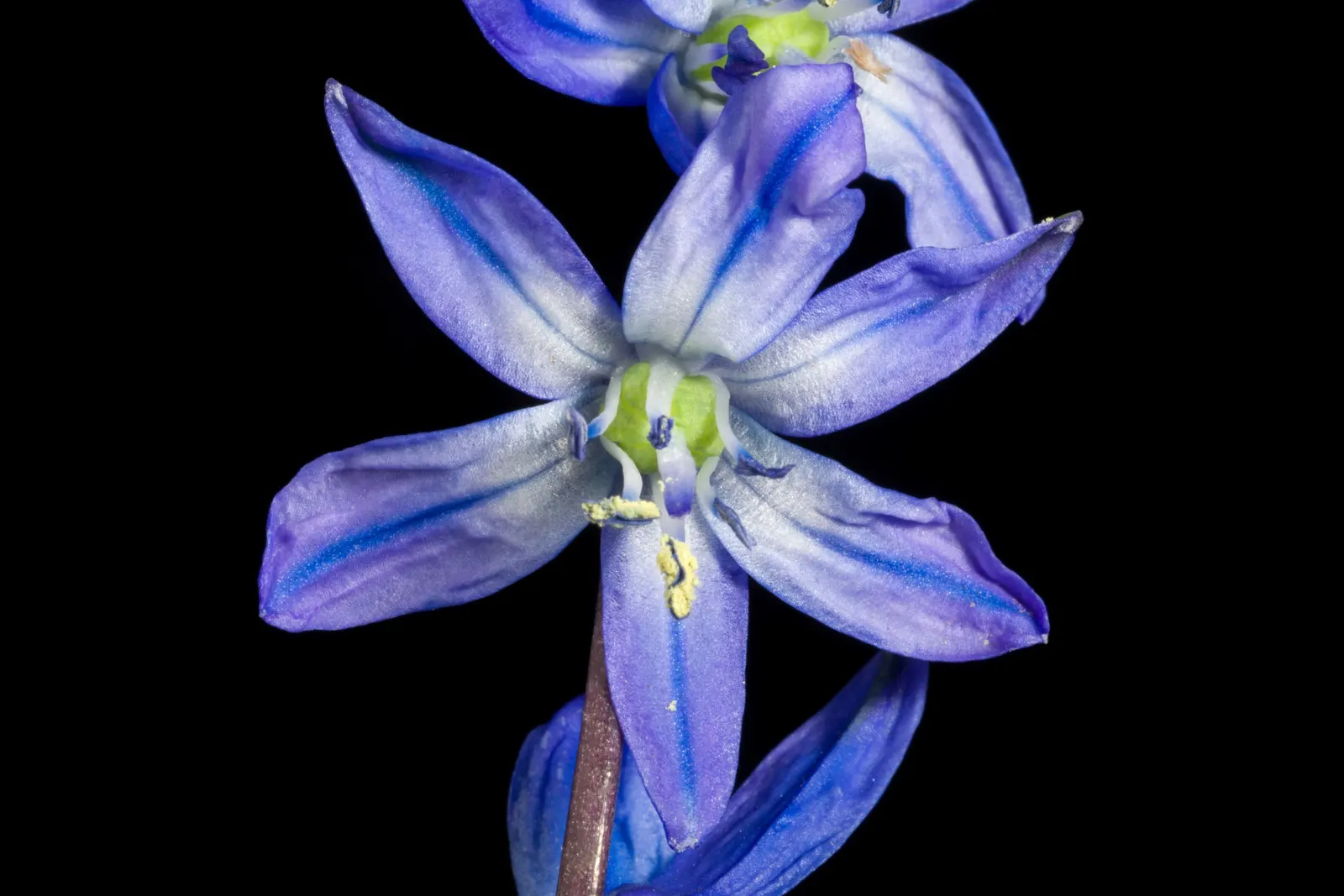Siberian Squill (Scilla Siberica) — while also providing an early nectar source for bees and other pollinators