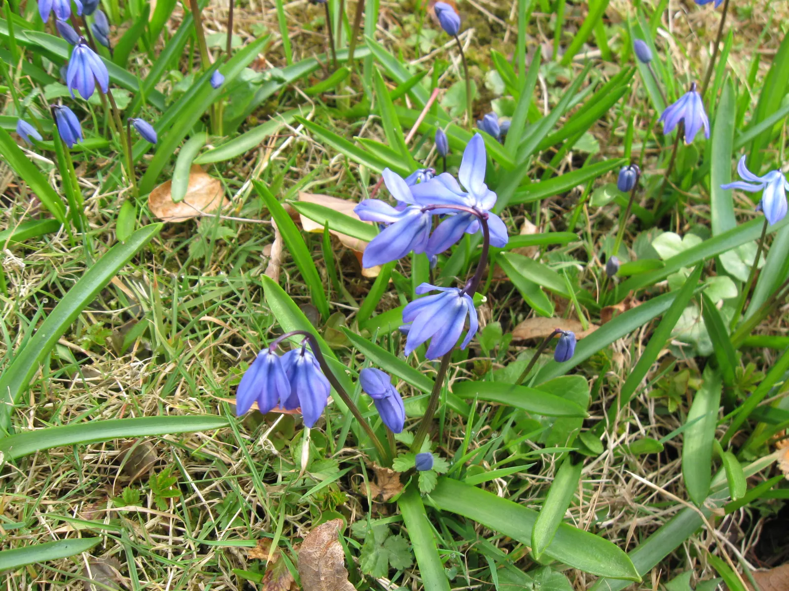 Siberian Squill (Scilla Siberica) — you introduce a touch of early spring color; by incorporating Siberian Squill into your landscape design, image 100