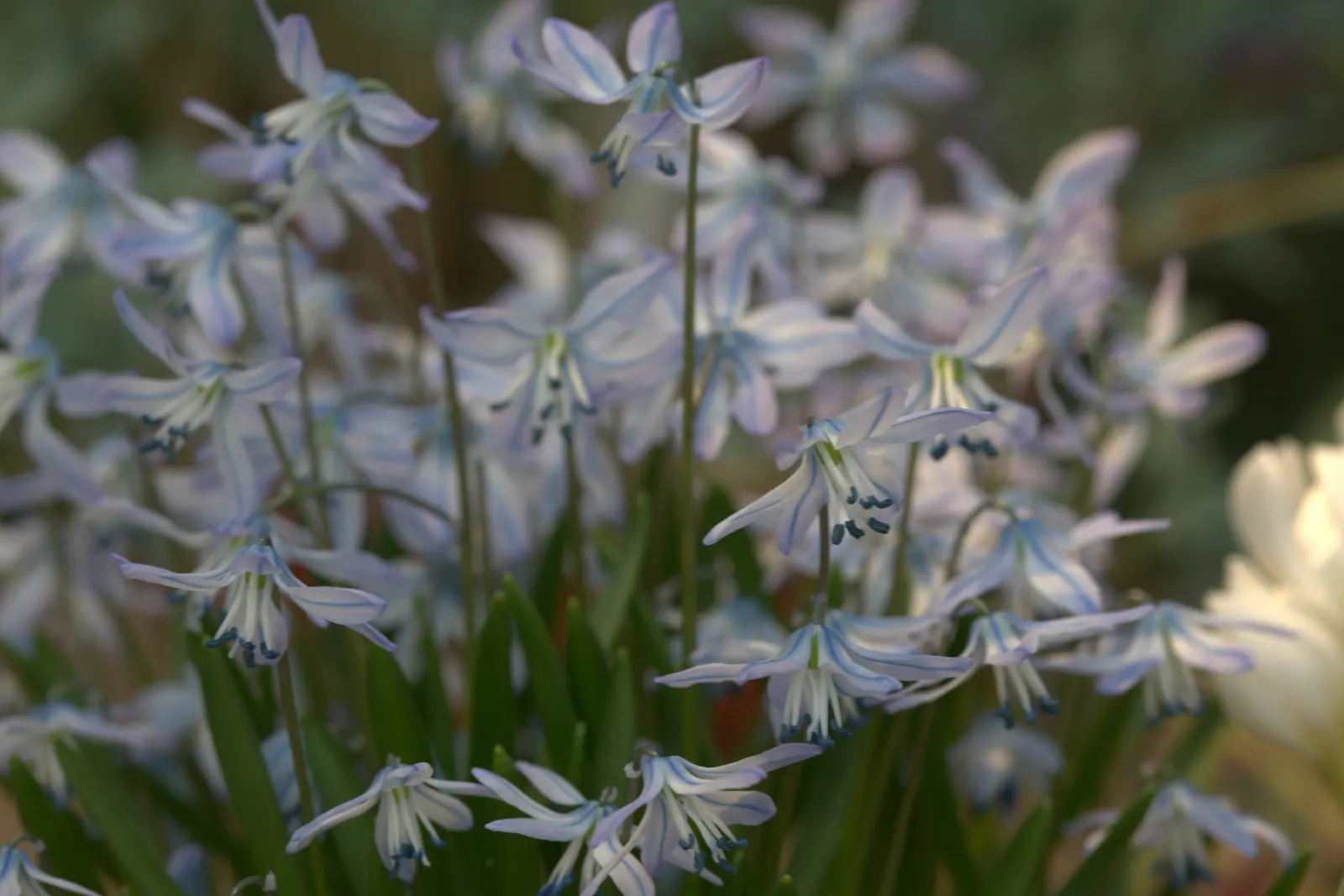 Siberian Squill (Scilla Siberica) — The Siberian Squill (Scilla siberica) is a captivating early spring bloomer; each bulb produces multiple starry, image 53