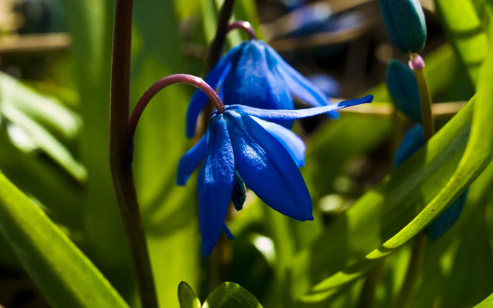 Siberian Squill (Scilla Siberica) — making it an excellent choice for a hassle-free garden; is a charming bulbous perennial known for its vibrant azure blue