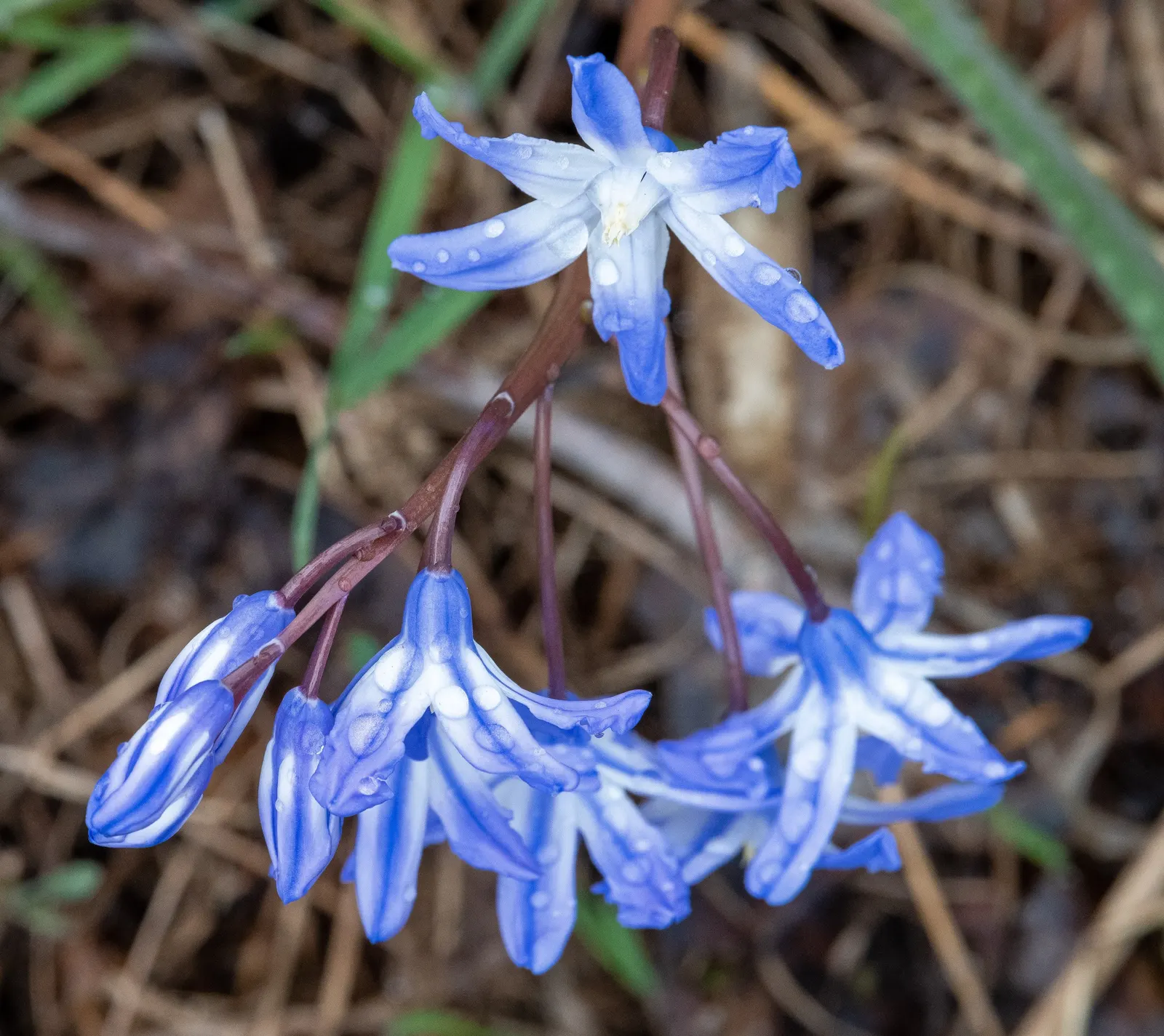 Siberian Squill (Scilla Siberica) — Admired for its vibrant blue; for optimal bloom, plant the bulbs in the fall, about 2 to 3 inches deep and, image 81