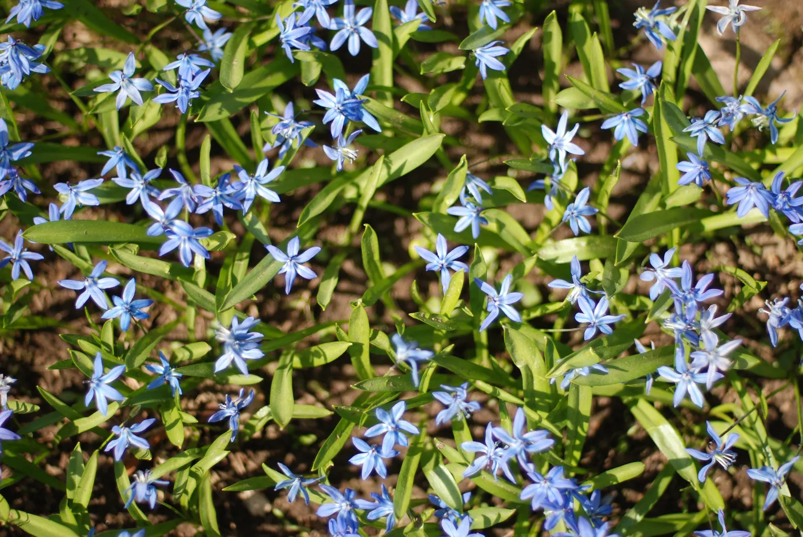 Siberian Squill (Scilla Siberica) — By incorporating Siberian Squill into your landscape design; strap-like leaves that are approximately 4 inches long