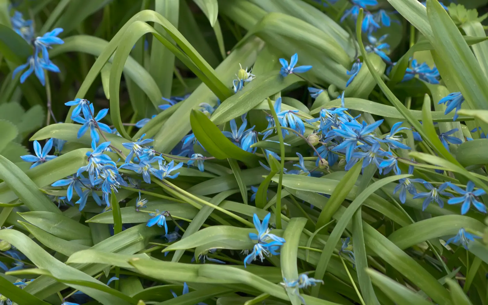 Siberian Squill (Scilla Siberica) — reaching up to 4-6 inches in height; its flower stalks bear dainty, image 80