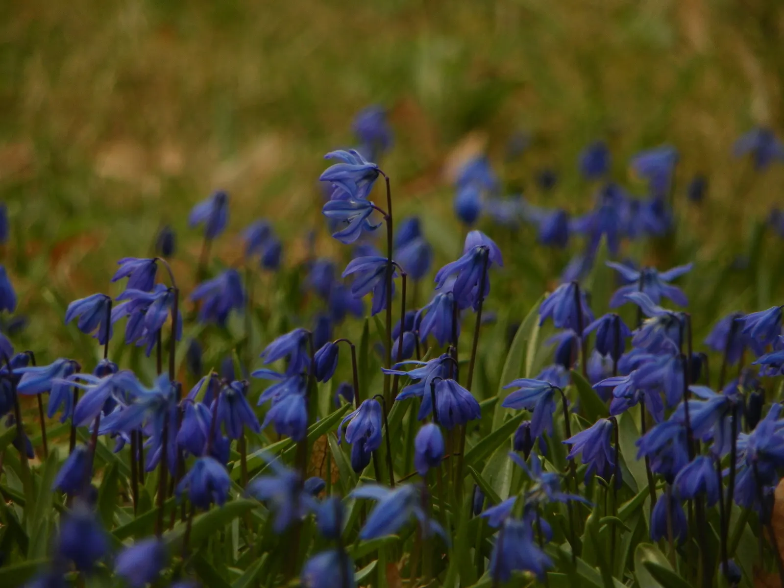 Siberian Squill (Scilla Siberica) — Ideal for naturalizing, they add a splash of color to rock gardens, borders, and woodlands; the foliage comprises slender