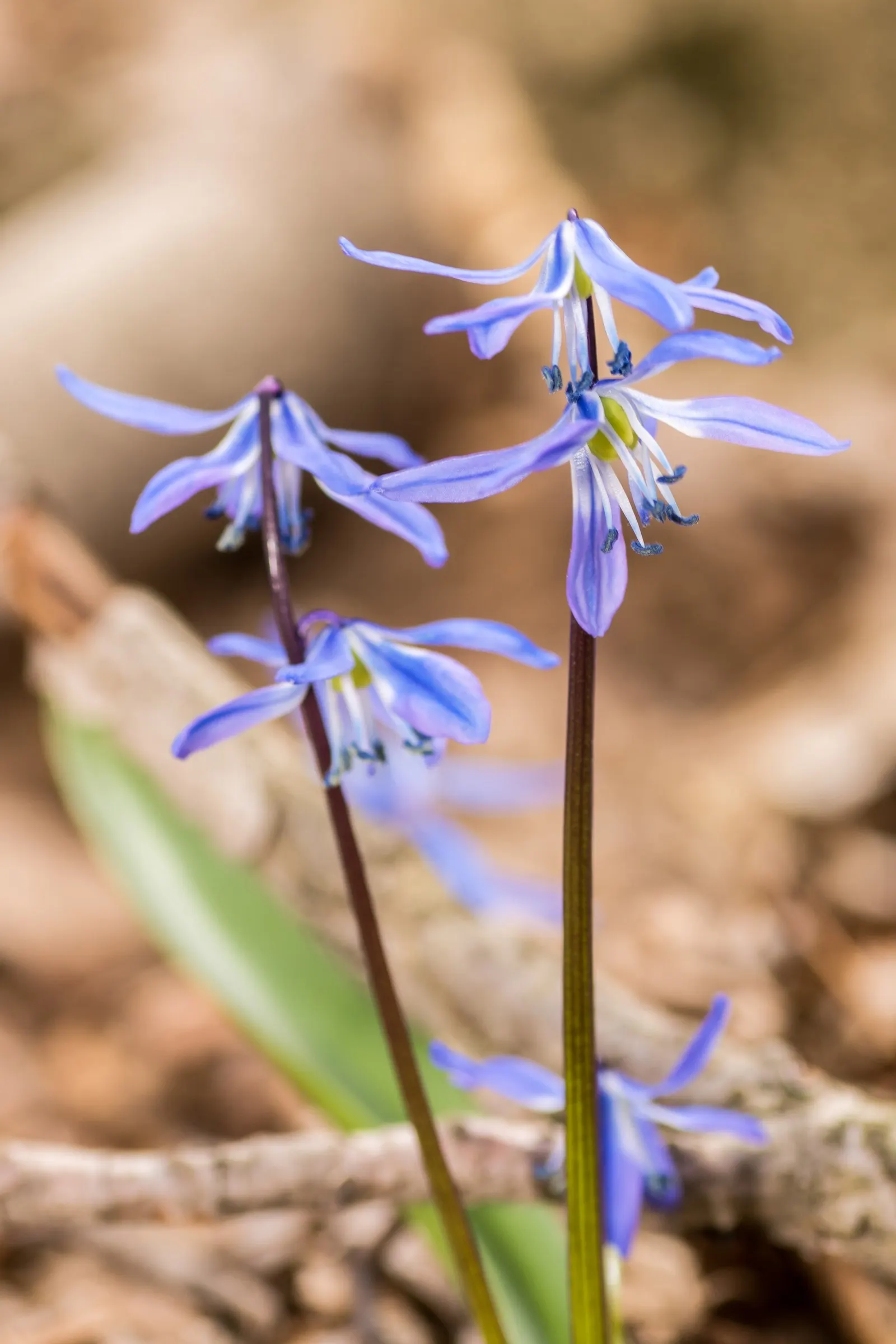 Siberian Squill (Scilla Siberica) — The Siberian Squill (Scilla siberica) is a captivating early spring bloomer