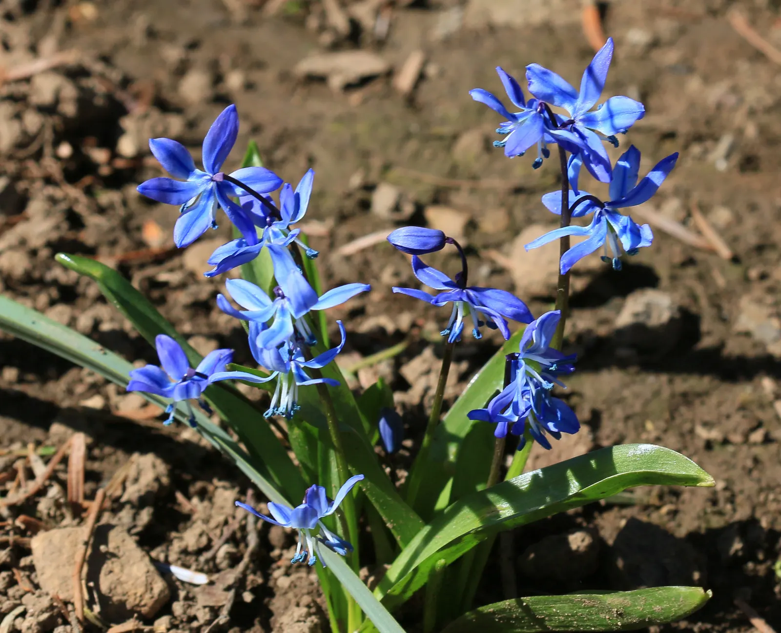 Siberian Squill (Scilla Siberica) — Native to southwestern Russia; the Siberian Squill (Scilla siberica) is a captivating early spring bloomer