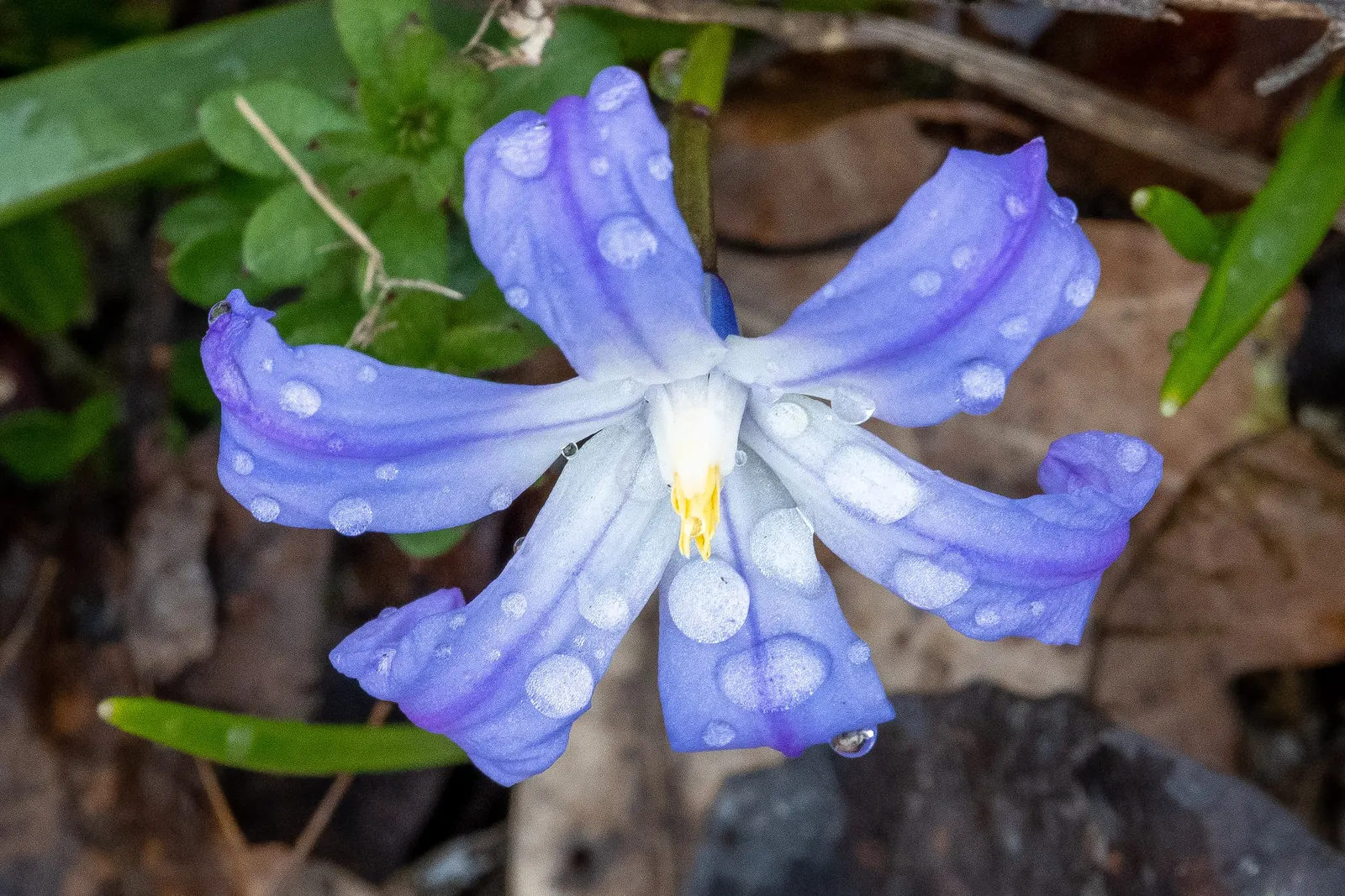 Siberian Squill (Scilla Siberica) — making it an excellent choice for a hassle-free garden; is a charming bulbous perennial known for its vibrant, image 98