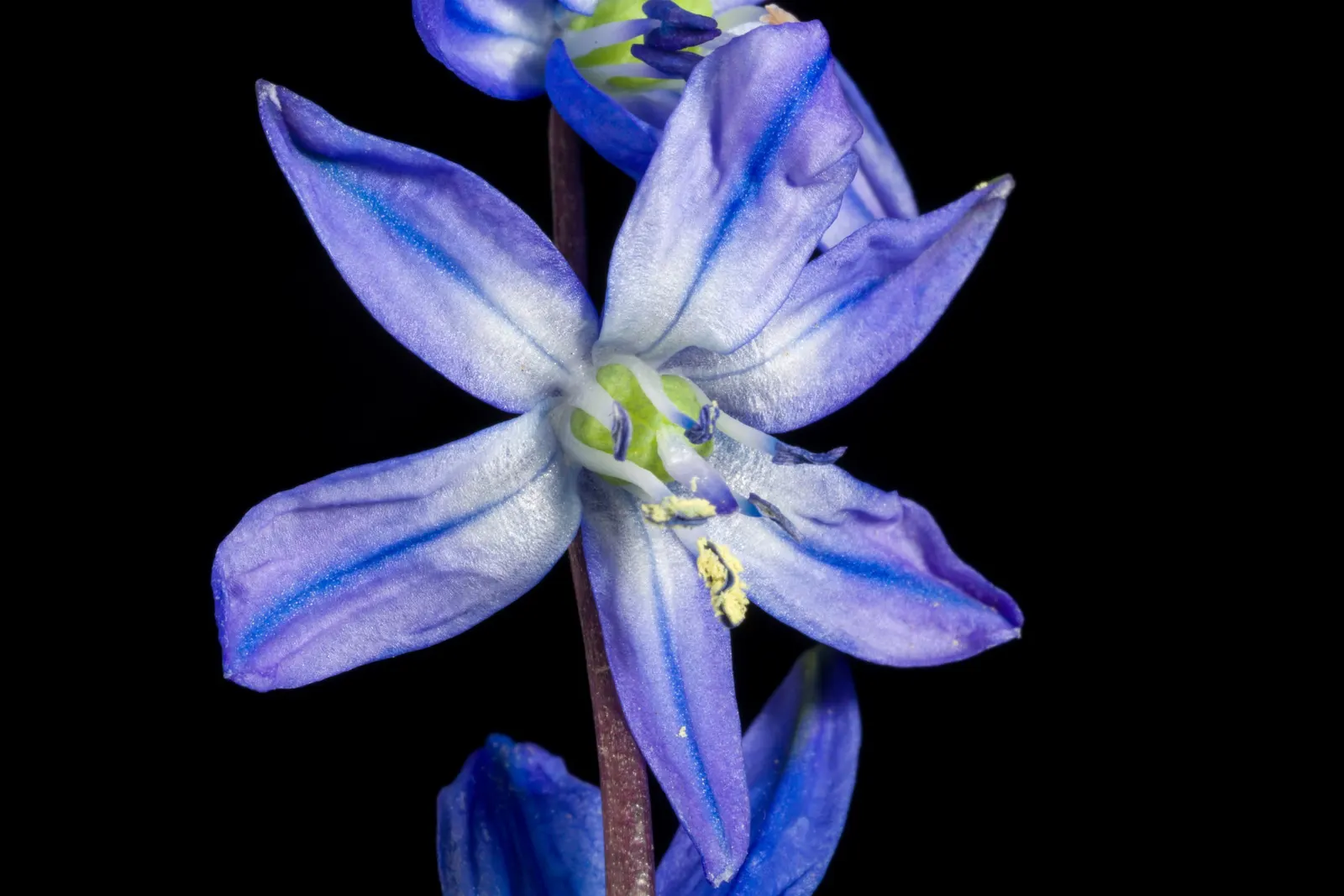 Siberian Squill (Scilla Siberica) — ranging from 3 to 6 inches in height; native to southwestern Russia