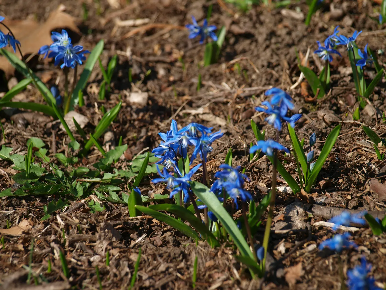 Siberian Squill (Scilla Siberica) — each comprised of six spreading petals that create a starburst pattern; admired for its vibrant blue