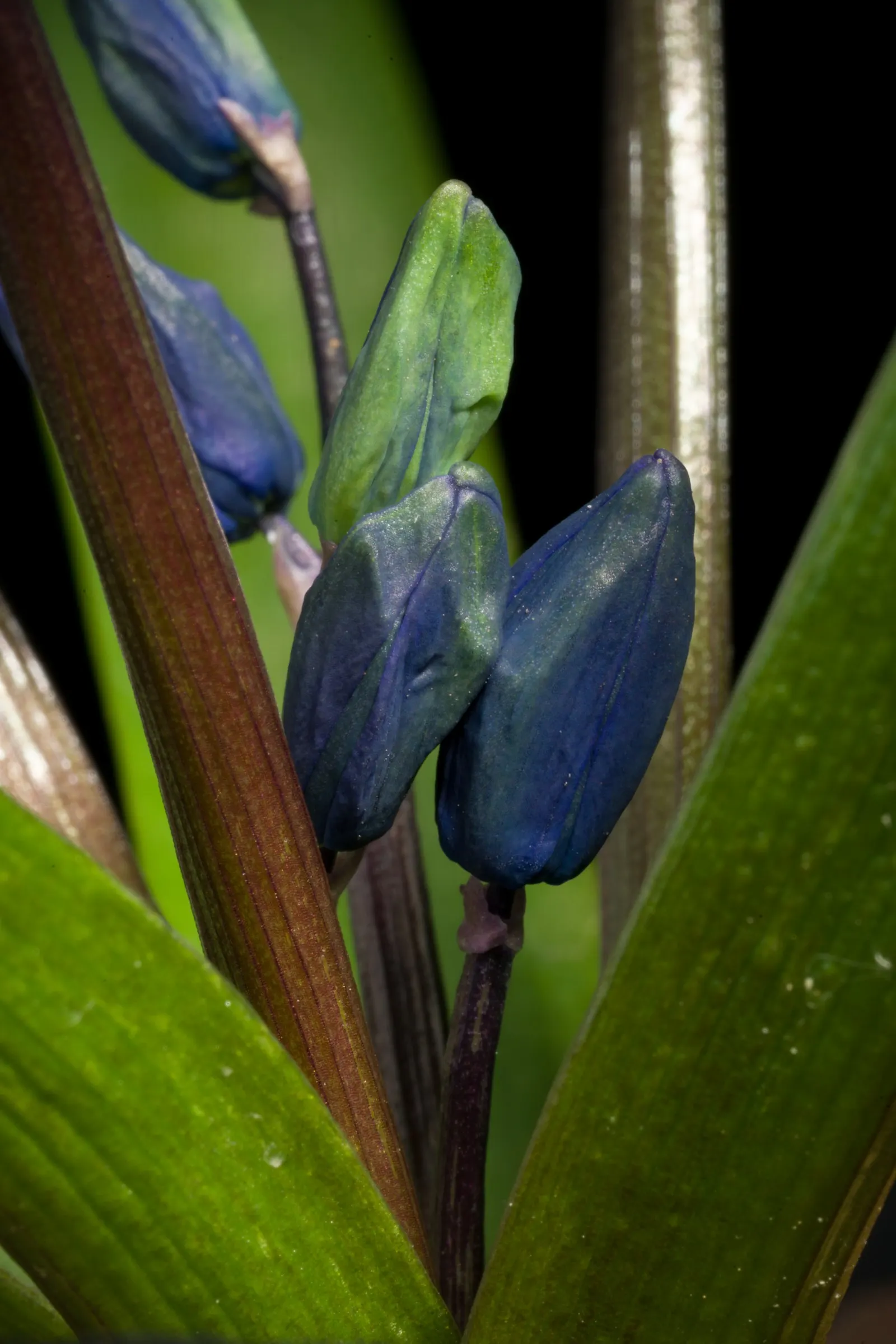 Siberian Squill (Scilla Siberica) — ranging from 3 to 6 inches in height; native to southwestern Russia, image 113