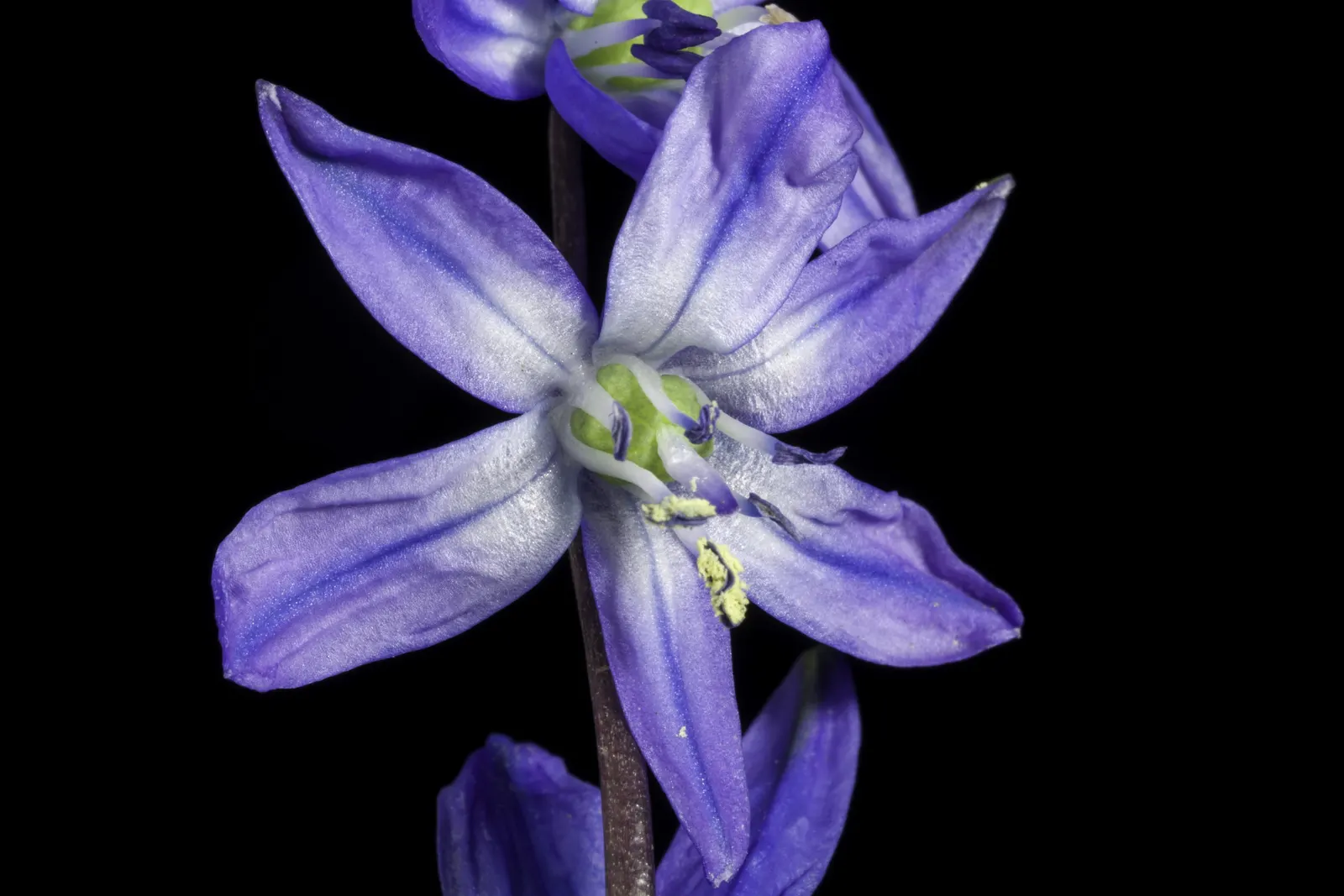 Siberian Squill (Scilla Siberica) — For optimal bloom, plant the bulbs in the fall, about 2 to 3 inches deep and spaced 2 to 3 inches apart; this, image 70