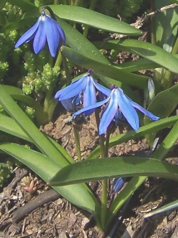 Siberian Squill (Scilla Siberica) — Ideal for naturalizing, they add a splash of color to rock gardens, borders, and woodlands