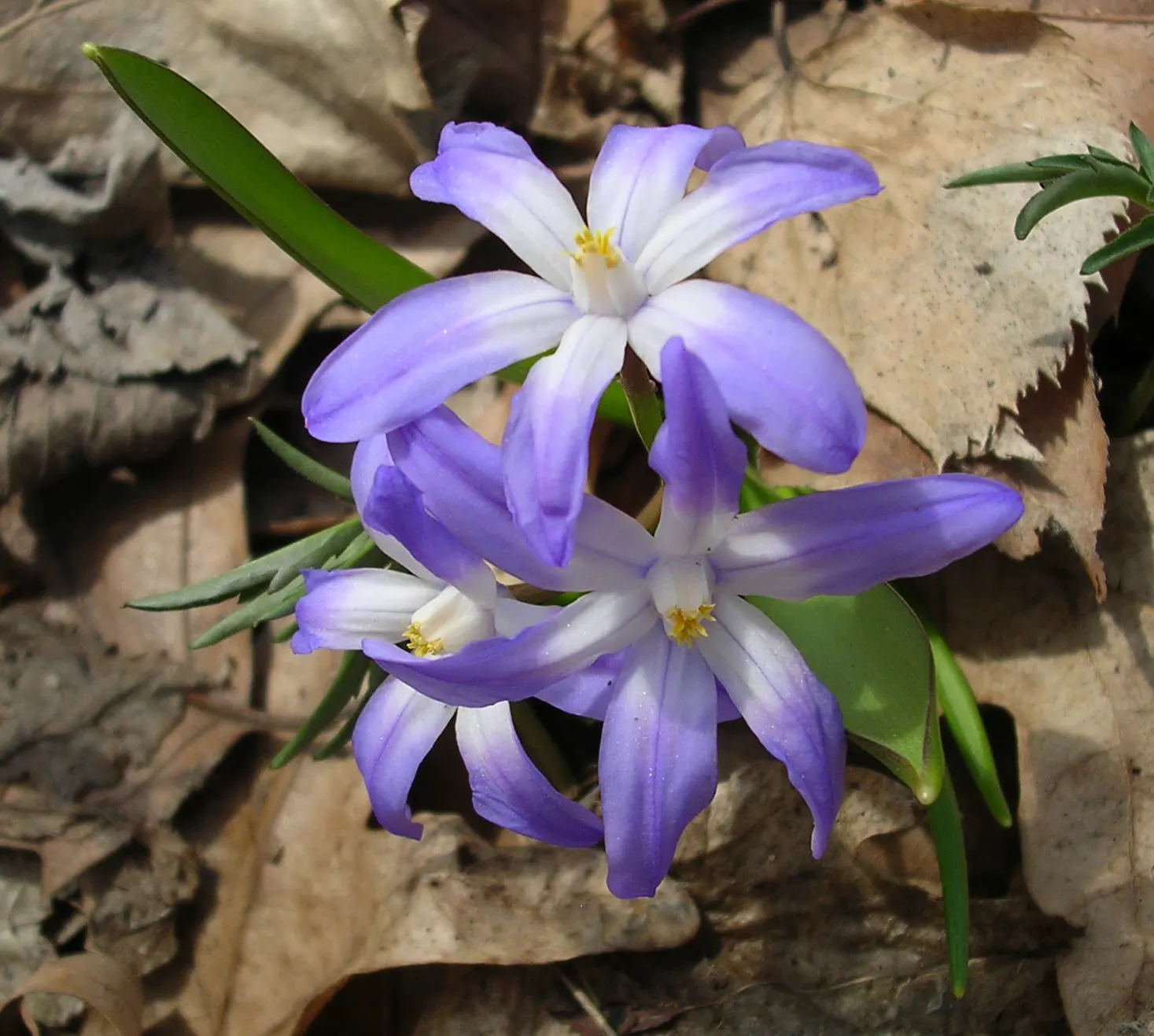 Siberian Squill (Scilla Siberica) — thriving in USDA zones 2 through 8; cold-hardy and resilient, these perennials thrive in USDA Zones 2-8 and, image 94