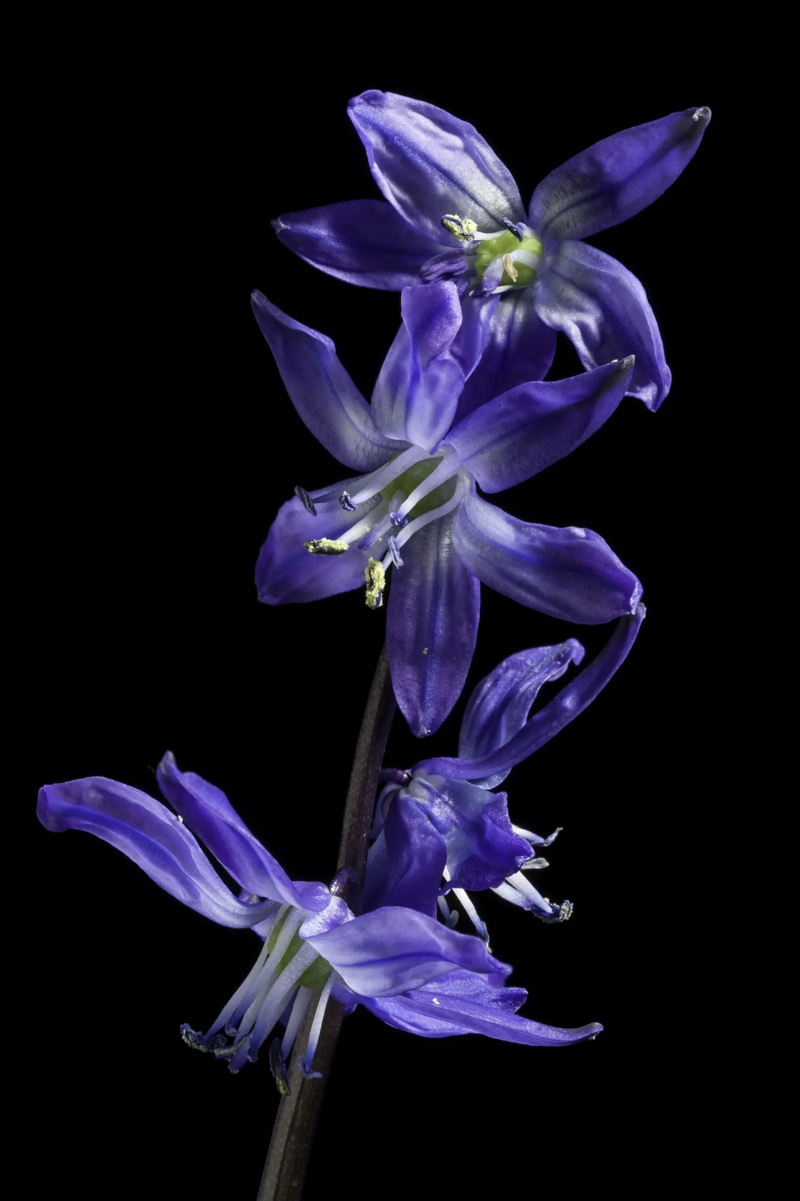 Siberian Squill (Scilla Siberica) — each bulb produces multiple starry blooms nestled amidst slender; bulb / perennial with blue blooms, image 82