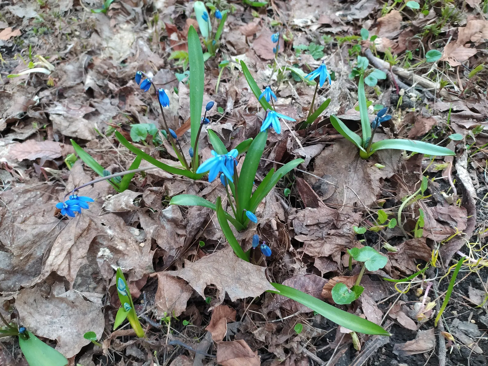 Siberian Squill (Scilla Siberica) — thriving in USDA zones 2 through 8; cold-hardy and resilient, these perennials thrive in USDA Zones 2-8 and, image 68