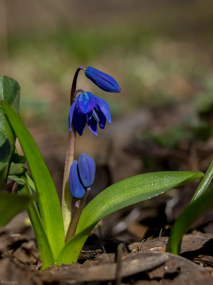 Siberian Squill (Scilla Siberica) — you introduce a touch of early spring color; by incorporating Siberian Squill into your landscape design, image 74