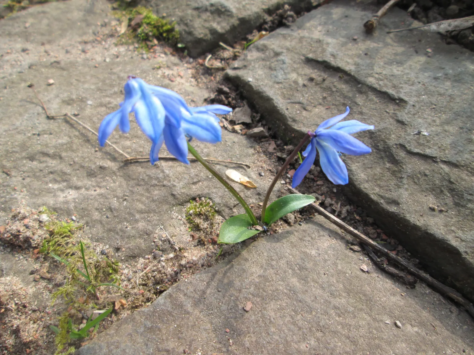 Siberian Squill (Scilla Siberica) — Cold-hardy and resilient, these perennials thrive in USDA Zones 2-8 and prefer well-drained soil; ideal for, image 109
