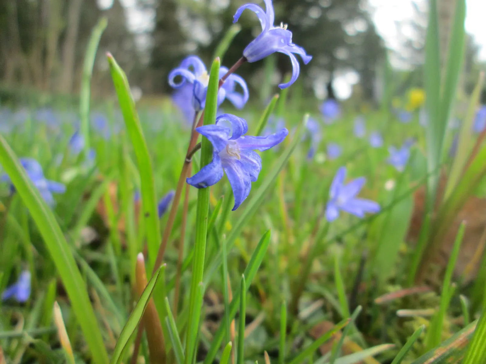Siberian Squill (Scilla Siberica) — The foliage comprises slender