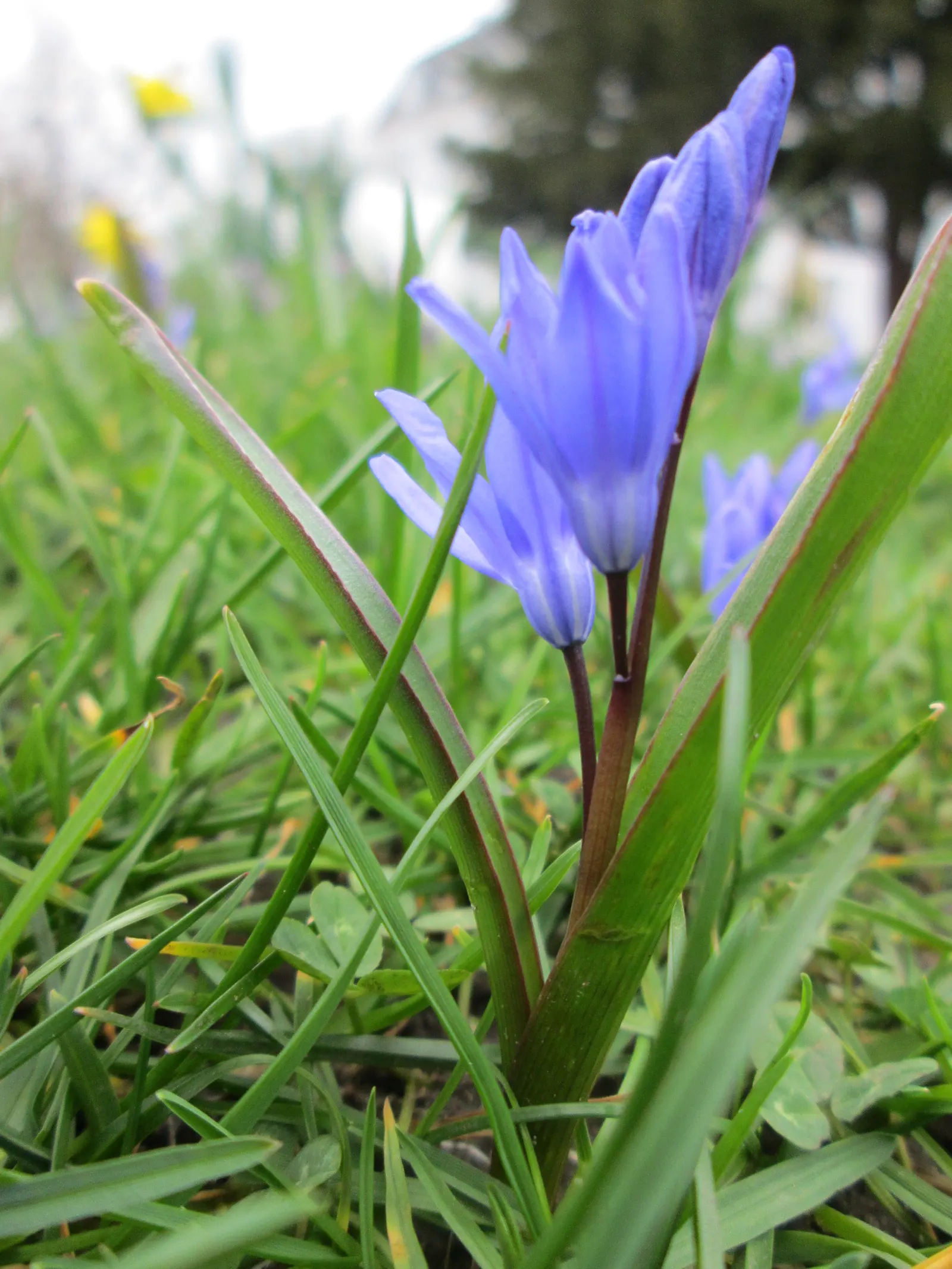 Siberian Squill (Scilla Siberica) — bulb / perennial for full or half; while also providing an early nectar source for bees and other pollinators