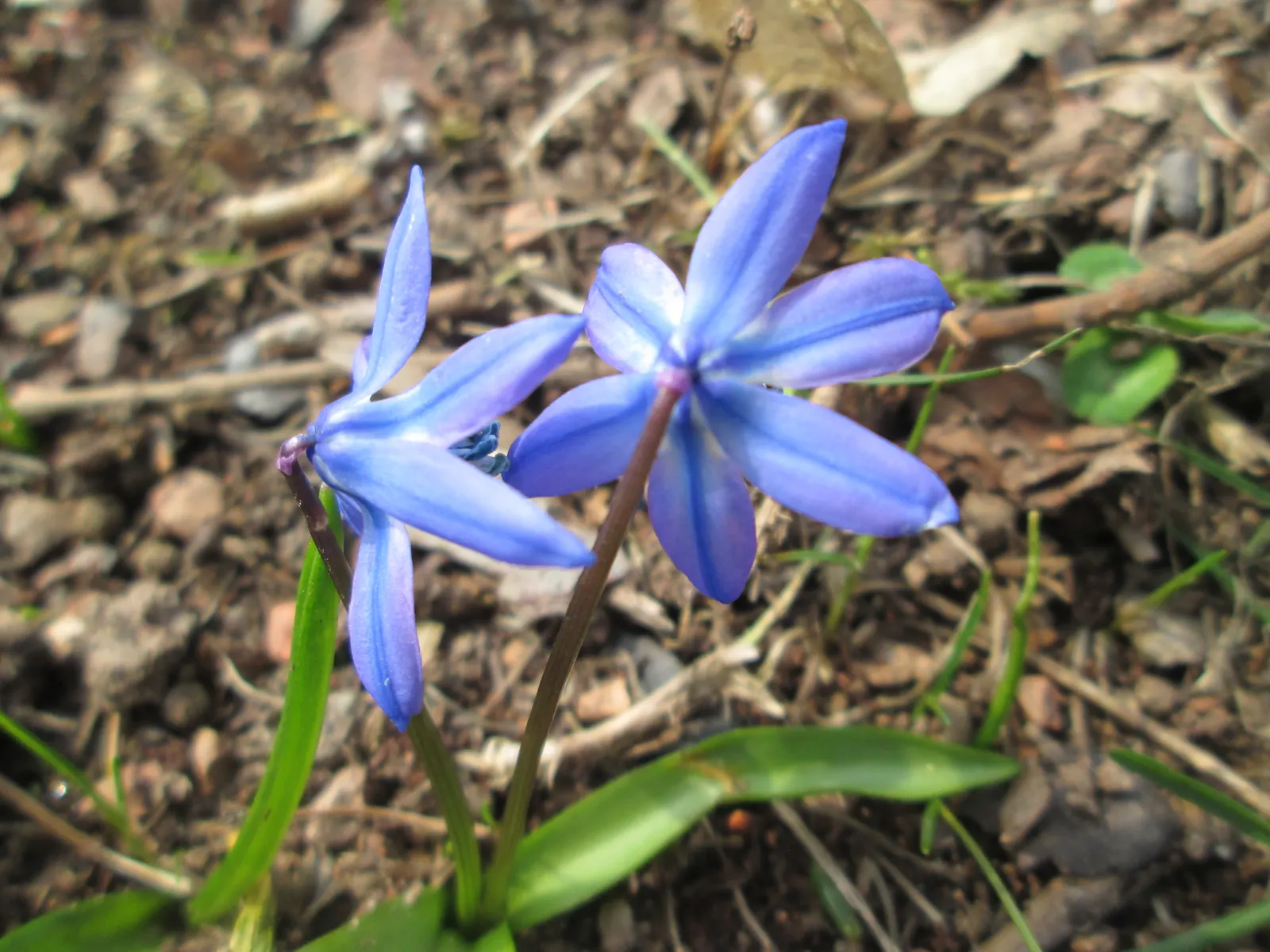 Siberian Squill (Scilla Siberica) — The foliage comprises slender; siberian Squill is perfect for use as a groundcover or for naturalizing in, image 91