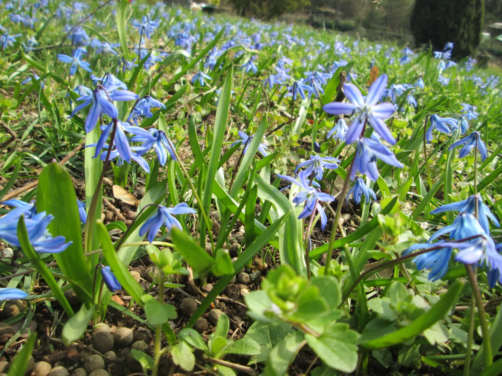 Siberian Squill (Scilla Siberica) — bulb / perennial for full or half; while also providing an early nectar source for bees and other pollinators, image 78