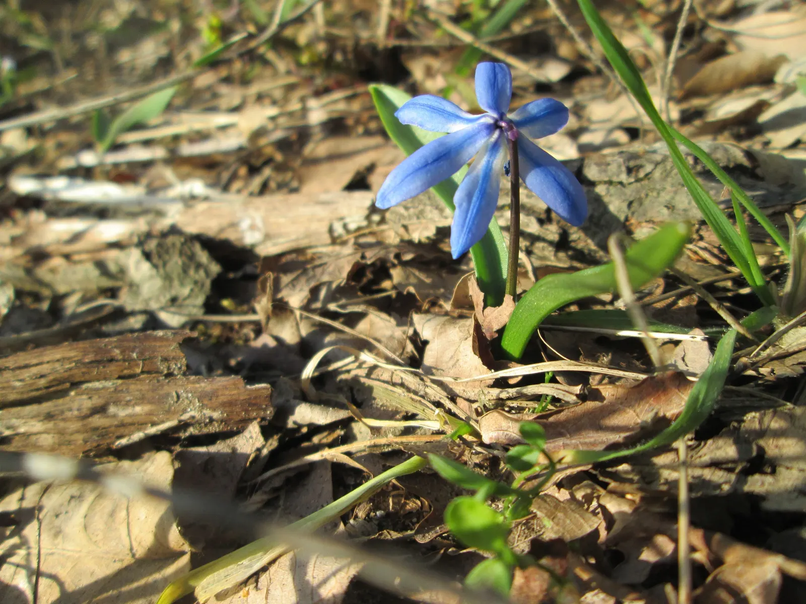 Siberian Squill (Scilla Siberica) — Cold-hardy and resilient, these perennials thrive in USDA Zones 2-8 and prefer well-drained soil; ideal for, image 83