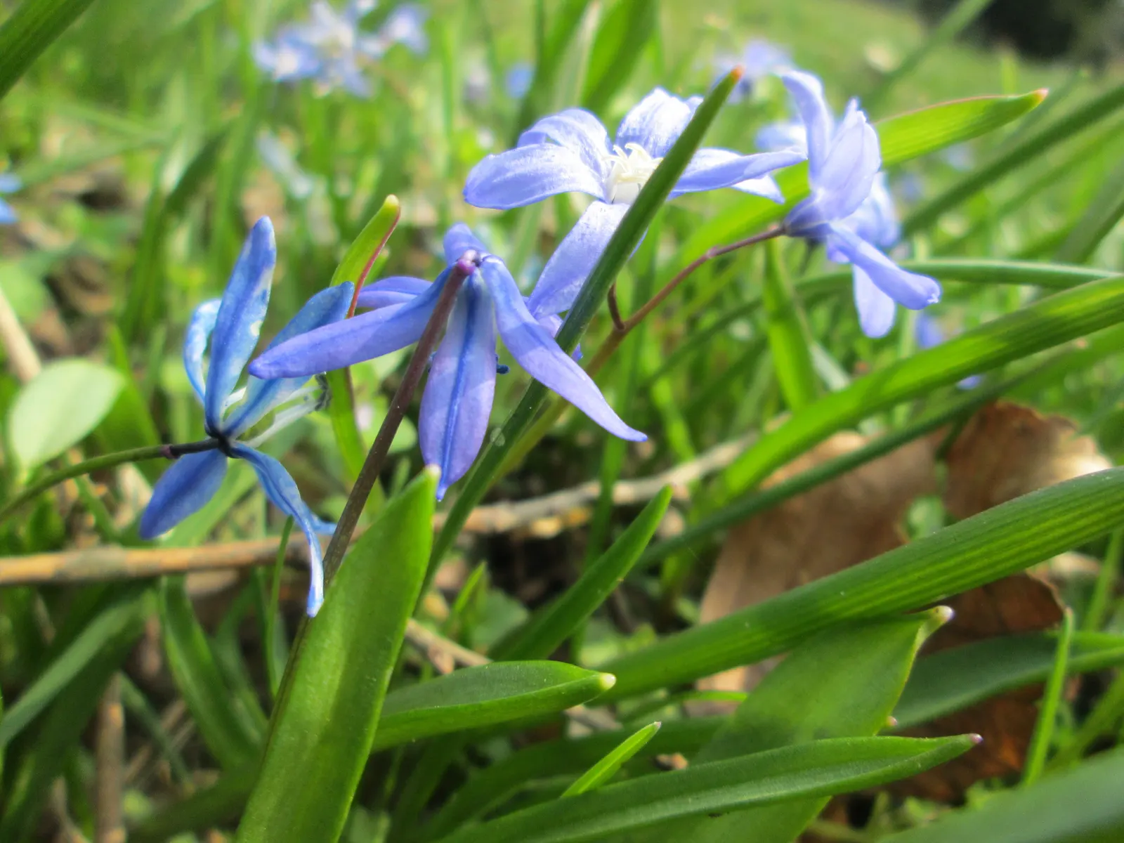 Siberian Squill (Scilla Siberica) — bulb / perennial with blue blooms; thriving in USDA zones 2 through 8, image 103