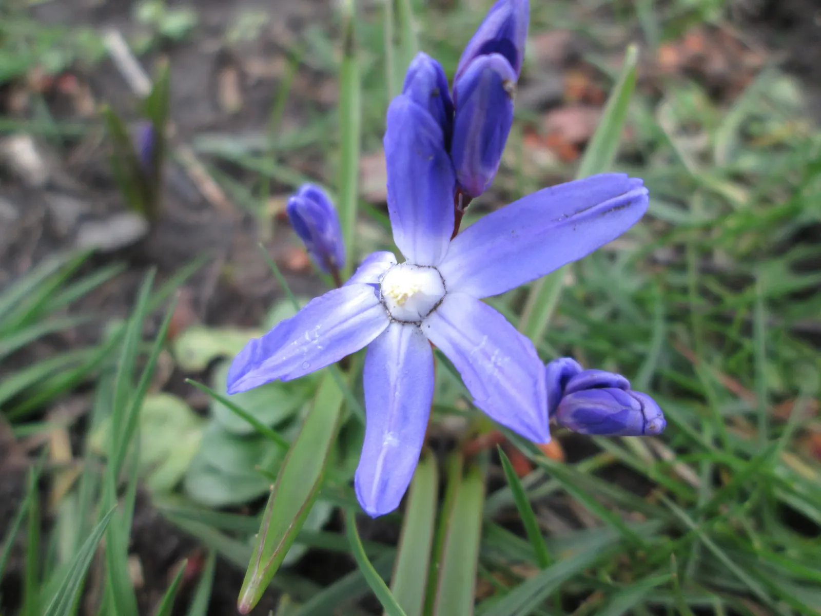 Siberian Squill (Scilla Siberica) — Siberian Squill is perfect for use as a groundcover or for naturalizing in woodland gardens; which gracefully, image 114