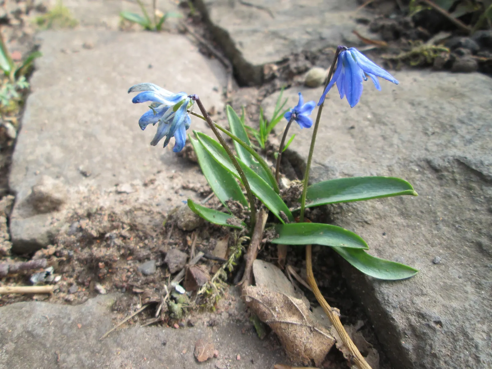Siberian Squill (Scilla Siberica) — This low-maintenance plant naturalizes effortlessly; bulb / perennial for full or half, image 71